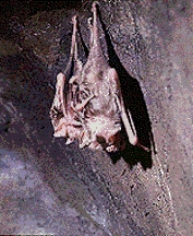 [Visit the Bat Cave]