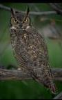 [Visit the Owl House]