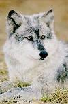 [Visit the Hunting Grounds]
