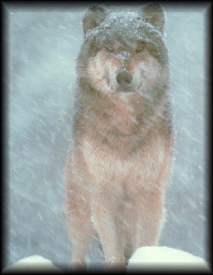 [Diefenbaker: the Information Wolf]